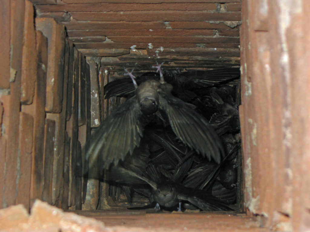 Lente betekent vogelnesten! | Persoon Schoorsteenvegen en