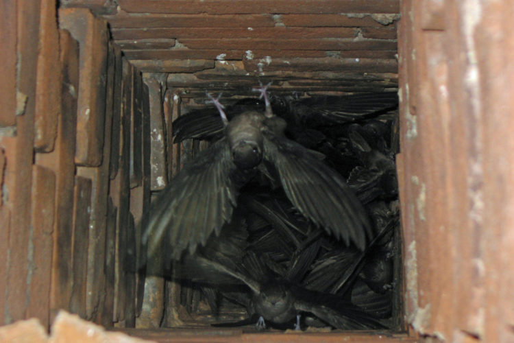 Vogelnesten verwijderen in het schoorsteenkanaal